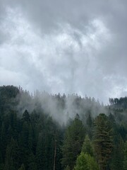 Figgy forest, mountains fog