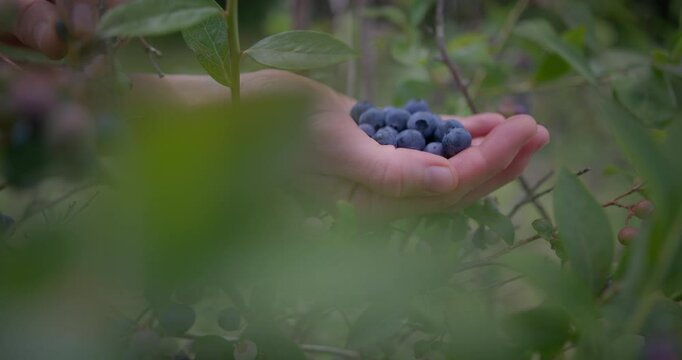 Gepfl&uuml;ckte Blaubeeren in weiblicher Hand.