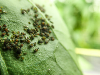 Green aphid. These are insects that are no more 6 mm in length and have a brown and green color....