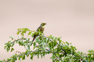 Zaunammer (Emberiza cirlus) Männchen	
