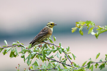 Zaunammer (Emberiza cirlus) Männchen	