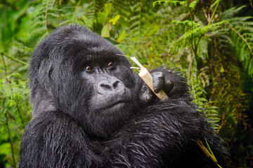 Mountain gorilla (Gorilla gorilla beringei) silverback intoxicated by eating bamboo, Volcanoes National Park, Rwanda. © andreanita