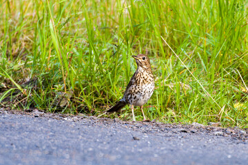 Singdrossel (Turdus philomelos)	