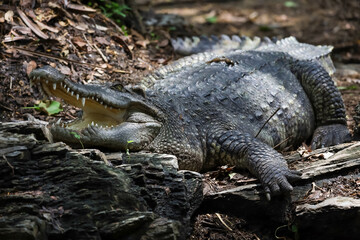 Close up crocodile is action show head in garden