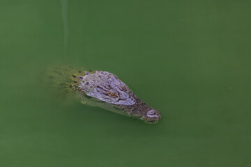 Close up head crocodile is show head in river