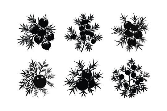 Juniper Berry (Juniperus communis) design, labeled silhouette vector illustration