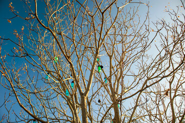colorful lanterns and bare tree branches against blue sky