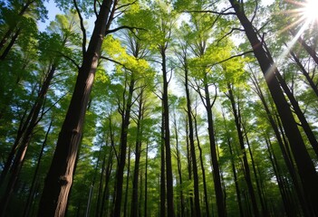 Fototapeta premium A lush green forest with tall, vibrant trees basking in natural sunlight, symbolizing the essence of sustainability