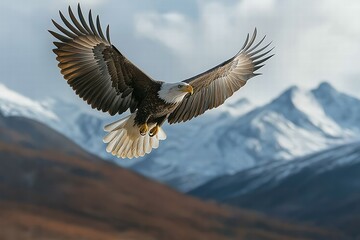 Fototapeta premium Majestic eagle soars above snow-capped mountains during a clear day in nature's wilderness