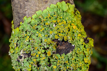 Green crustose lichens on old tree trunk, Odessa