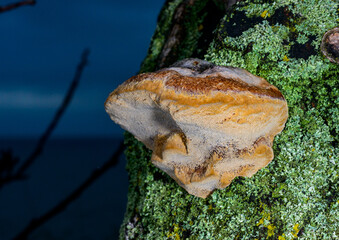 Phellinus sp. - young tinder fungus growing on an old apricot tree, Odessa