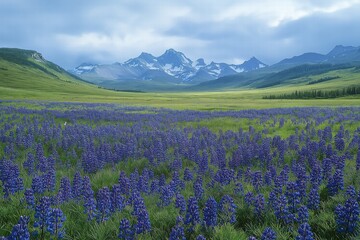 Fototapeta premium Stunning alpine landscape features a vibrant field of lupines beneath majestic mountains