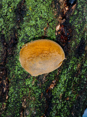 Phellinus sp. - young tinder fungus growing on an old apricot tree, Odessa