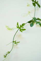 Young gourd shoots on a white background