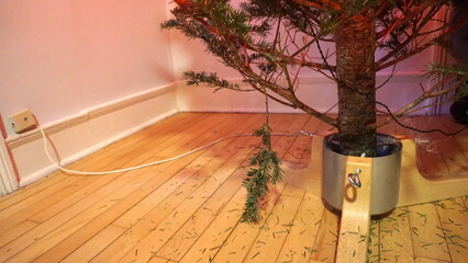Fototapeta premium Christmas Tree Base with Fallen Pine Needles