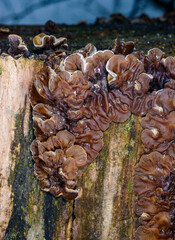 Auricularia mesenterica - saprophytic fungus growing on an old tree stump, Odessa