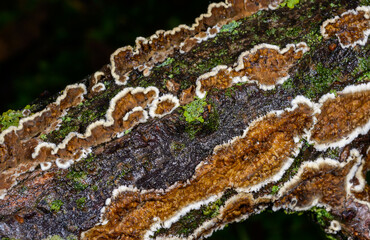 Cylindrobasidium evolvens - saprotrophic crust fungus on a rotten tree branch, Odessa