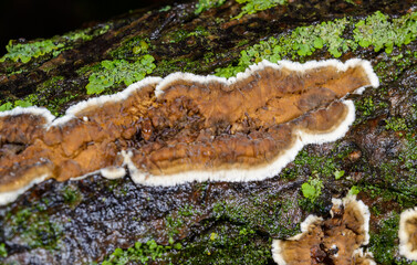 Cylindrobasidium evolvens - saprotrophic crust fungus on a rotten tree branch, Odessa