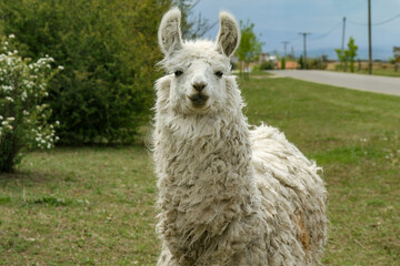Curly-haired llama standing in a rustic outdoor setting.