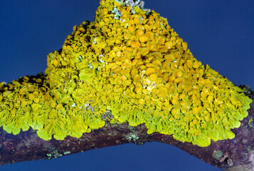 Xanthoria parietina - yellow-green lichen on a tree branch against the blue sky, Odessa