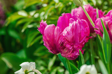 Fototapeta premium Blooming tulips grow in the garden. Spring gardening, outdoor concept background, floral style