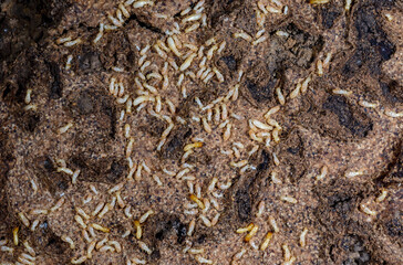 Reticulitermes Lucifugus Colony Termites Living