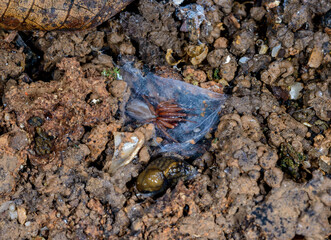 Spider in a house made of web during wintering under an old stump in the garden, macro photo, Ukraine