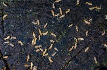 Reticulitermes lucifugus - A colony of termites living in rotten wood in southern Ukraine, Odessa