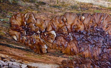 Auricularia mesenterica - saprophytic fungus growing on an old tree stump, Odessa