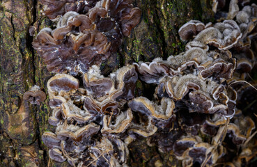 Auricularia mesenterica - saprophytic fungus growing on an old tree stump, Odessa