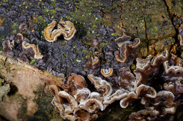 Auricularia mesenterica - saprophytic fungus growing on an old tree stump, Odessa