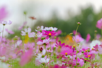 秋の彩り、コスモスの花畑