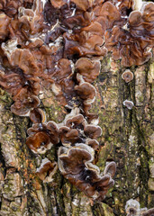 Auricularia mesenterica - saprophytic fungus growing on an old tree stump, Odessa