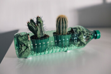 Cacti growing in recycled plastic bottle promoting environmental awareness
