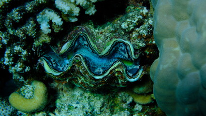 Maxima clam or small giant clam (Tridacna maxima) undersea, Red Sea, Egypt, Sharm El Sheikh, Montazah Bay