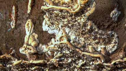 Postia sp. -Postia undosa, inedible tree fungus on an old rotten tree trunk in the garden