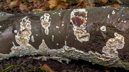 Postia sp. -Postia undosa, inedible tree fungus on an old rotten tree trunk in the garden