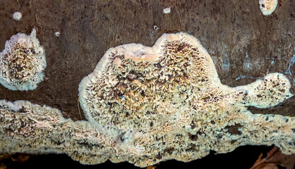 Postia sp. -Postia undosa, inedible tree fungus on an old rotten tree trunk in the garden