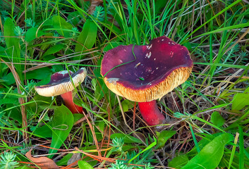 Gooseberry russula Russula queletii - edible mushroom with reddening stem and cap in green grass, southern Ukraine