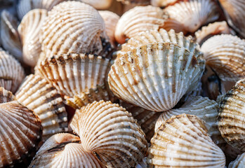 Close up of Cockle shell , abstrac cockling background cockles, fresh food