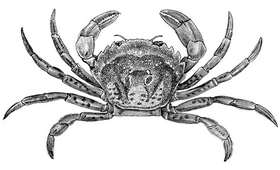 Vintage Crab Line Illustration