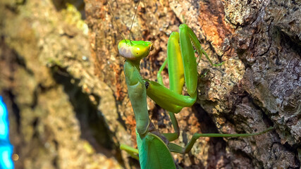 Hierodula transcaucasica - growing female tree mantis insect on the bark of an old oak tree