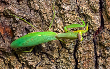 Hierodula transcaucasica - growing female tree mantis insect on the bark of an old oak tree