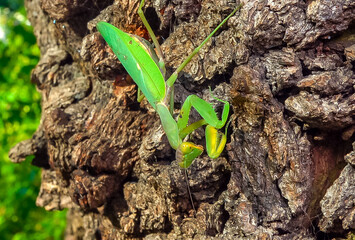 Hierodula transcaucasica - growing female tree mantis insect on the bark of an old oak tree