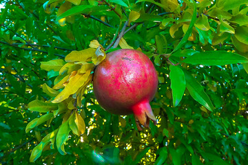Ripe red pomegranate Punica granatum fruits against green leaves in autumn in the garden, Ukraine