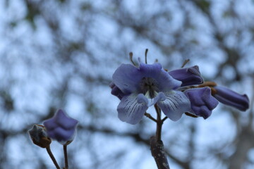 Paulownia tomentosa