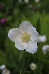 Fototapeta premium white and pink flower