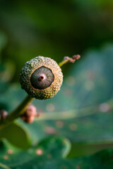 Macro photography of a green baby acorn, the fruit of an oak tree.