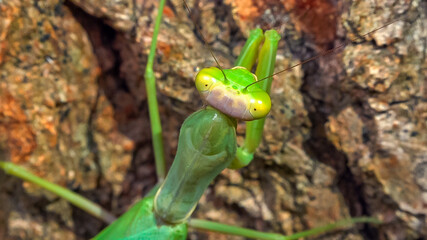 Hierodula transcaucasica - growing female tree mantis insect on the bark of an old oak tree