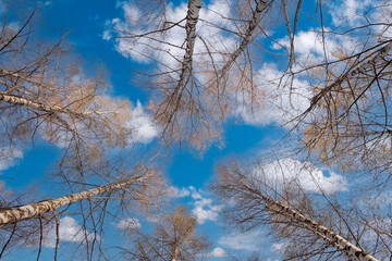 A blue sky with a few trees in the background. The trees are bare and the sky is clear